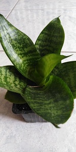 Sansevieria